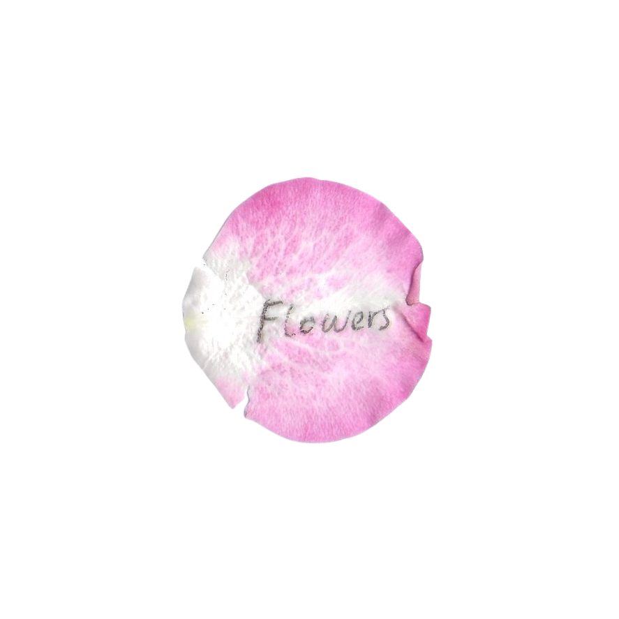 Close-up of a pink and white flower with the word 'Flowers' written on it.