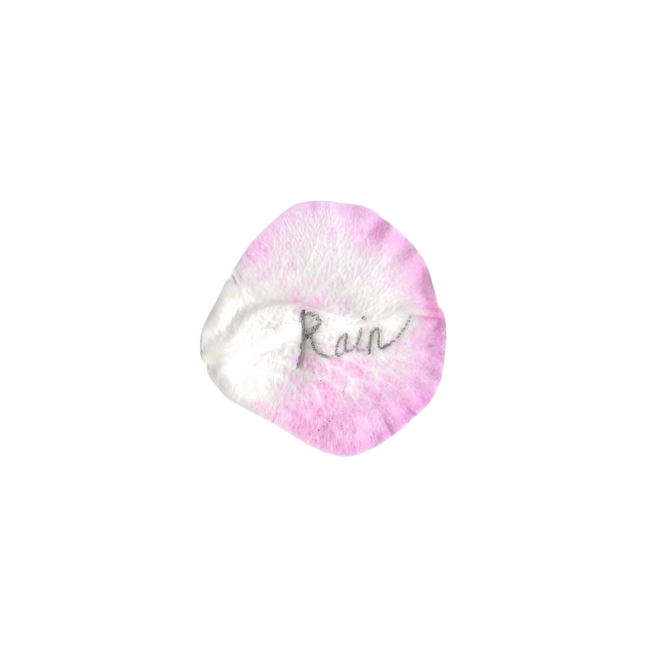 A pink and white flower petal with the word 'Rain' handwritten on it.