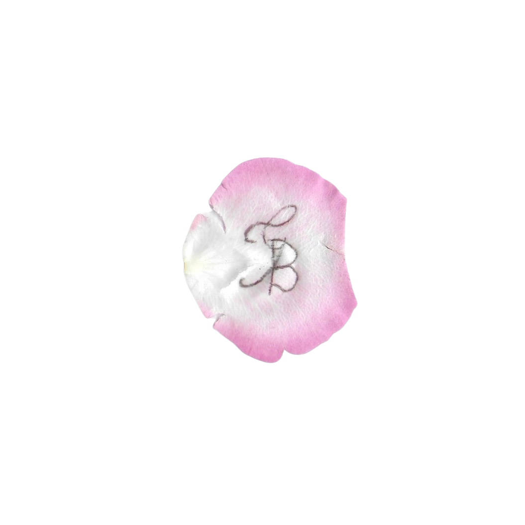Close-up of a pink and white flower with the initials 'L B' written on its petal.