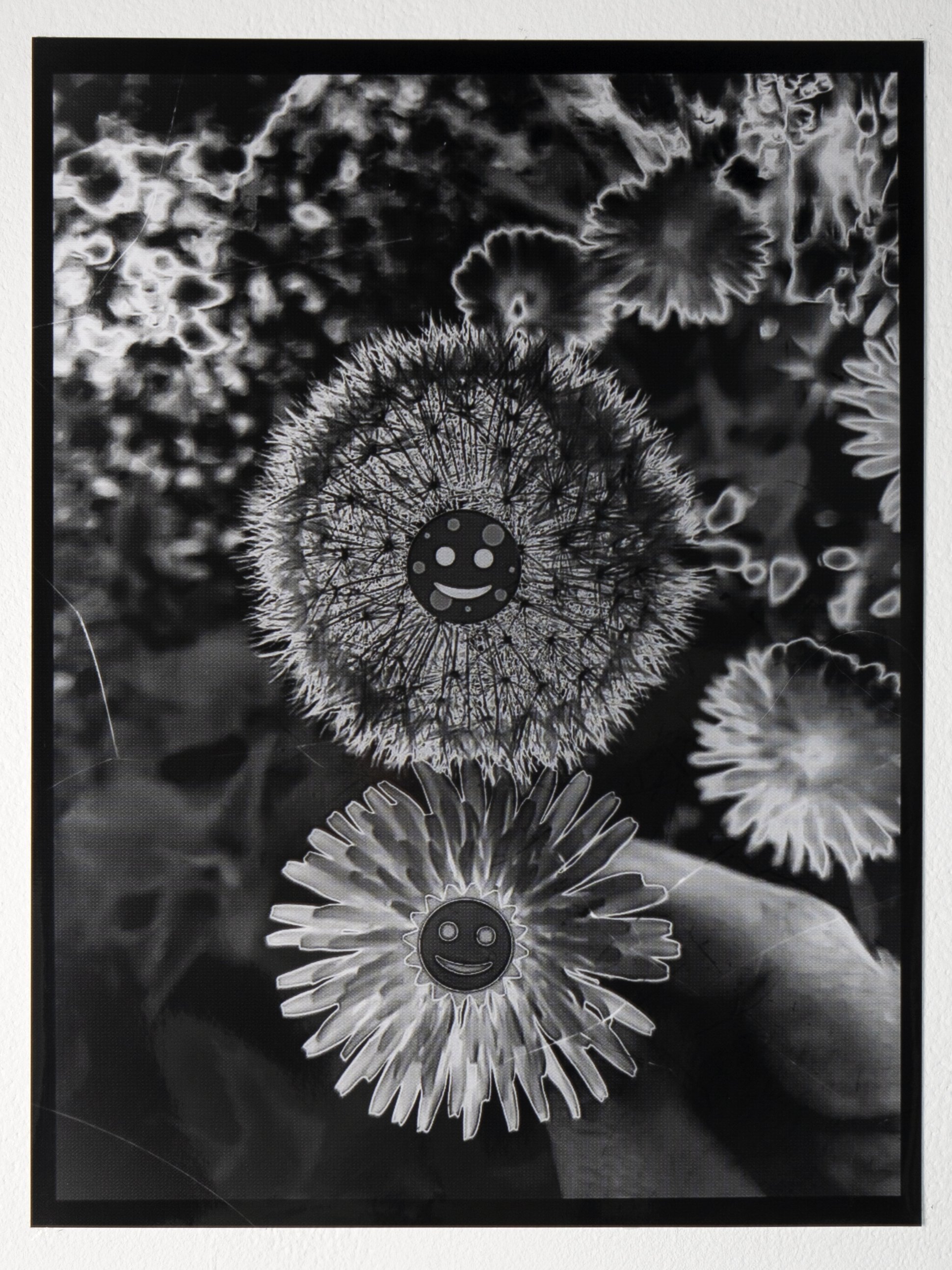 18.Dandelion sun dandelion moon.jpg