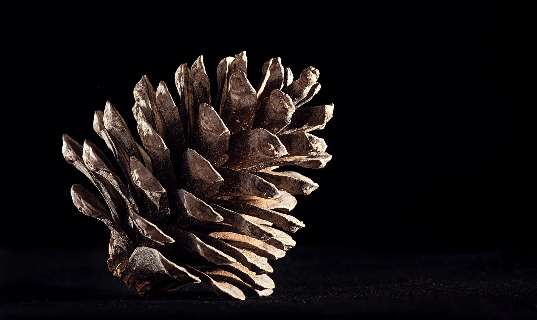 Pine FW.jpg