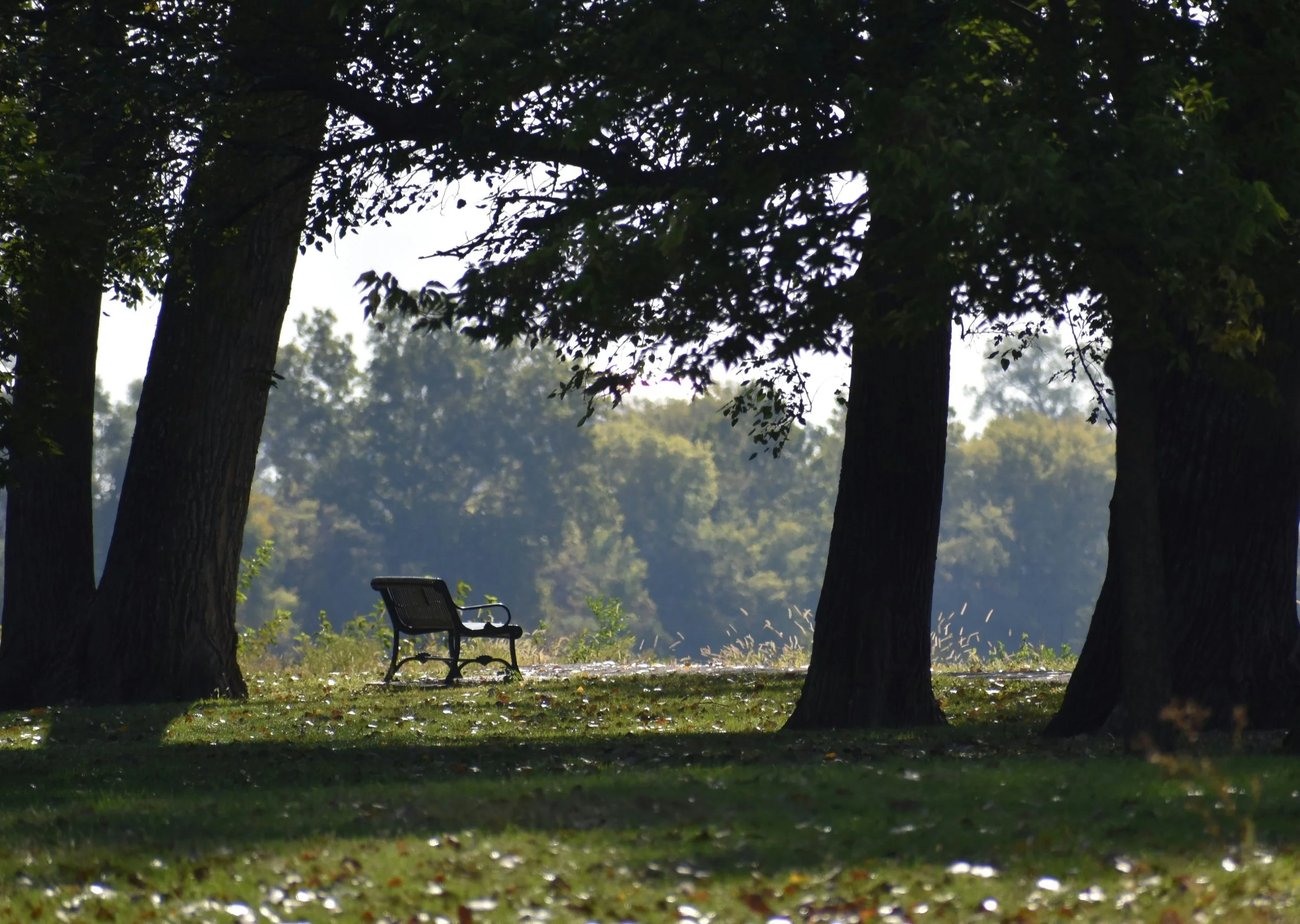 Mrs dalloway - bench in a park