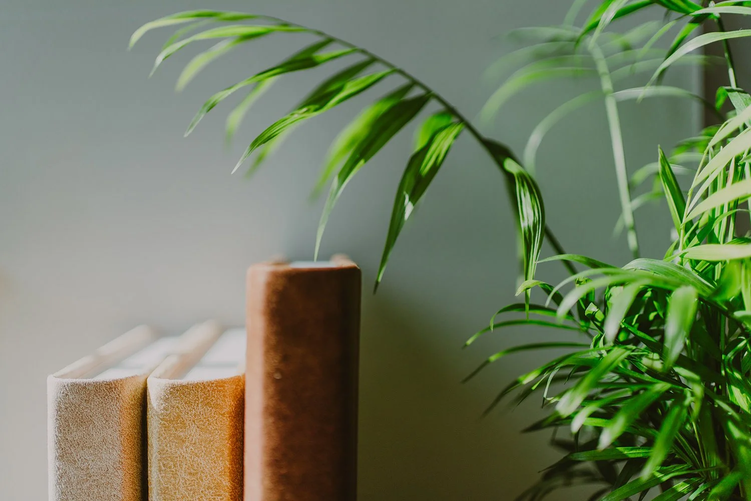 Close-up of three books standing upright next to a large green potted plant with long, slender leaves.