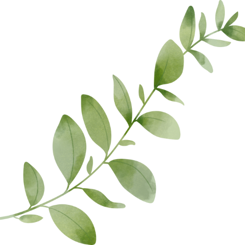 A green leafy branch with oval-shaped leaves.