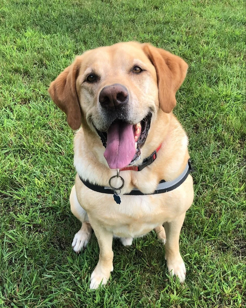 Welcome to Lily &amp; Co - home page for my dog sitting and walking services! I&rsquo;ll be posting my fun furry friends and our walks together! Always taking on new dogs! Feel free to share my page :)