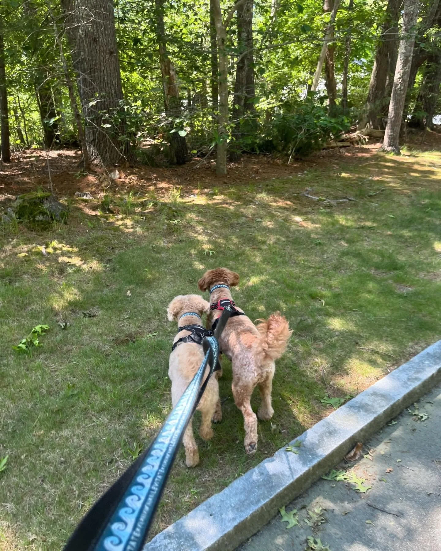 Moose and Zion day!! In Hanover today for some walks and some pets :) Getting out before the heat gets us!!! #lily&amp;co DM me or send an email to info@lilydogwalkingsitting.com for more information for walks and sitting!!