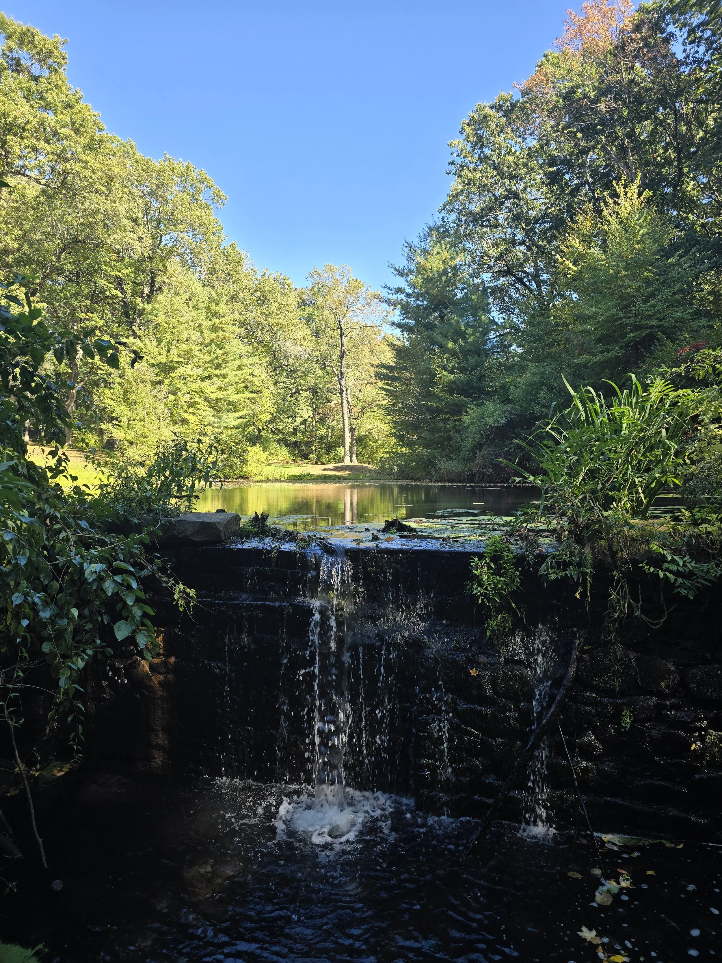 A peaceful forest scene with a small waterfall flowing into a pond, surrounded by green trees under a bright blue sky.