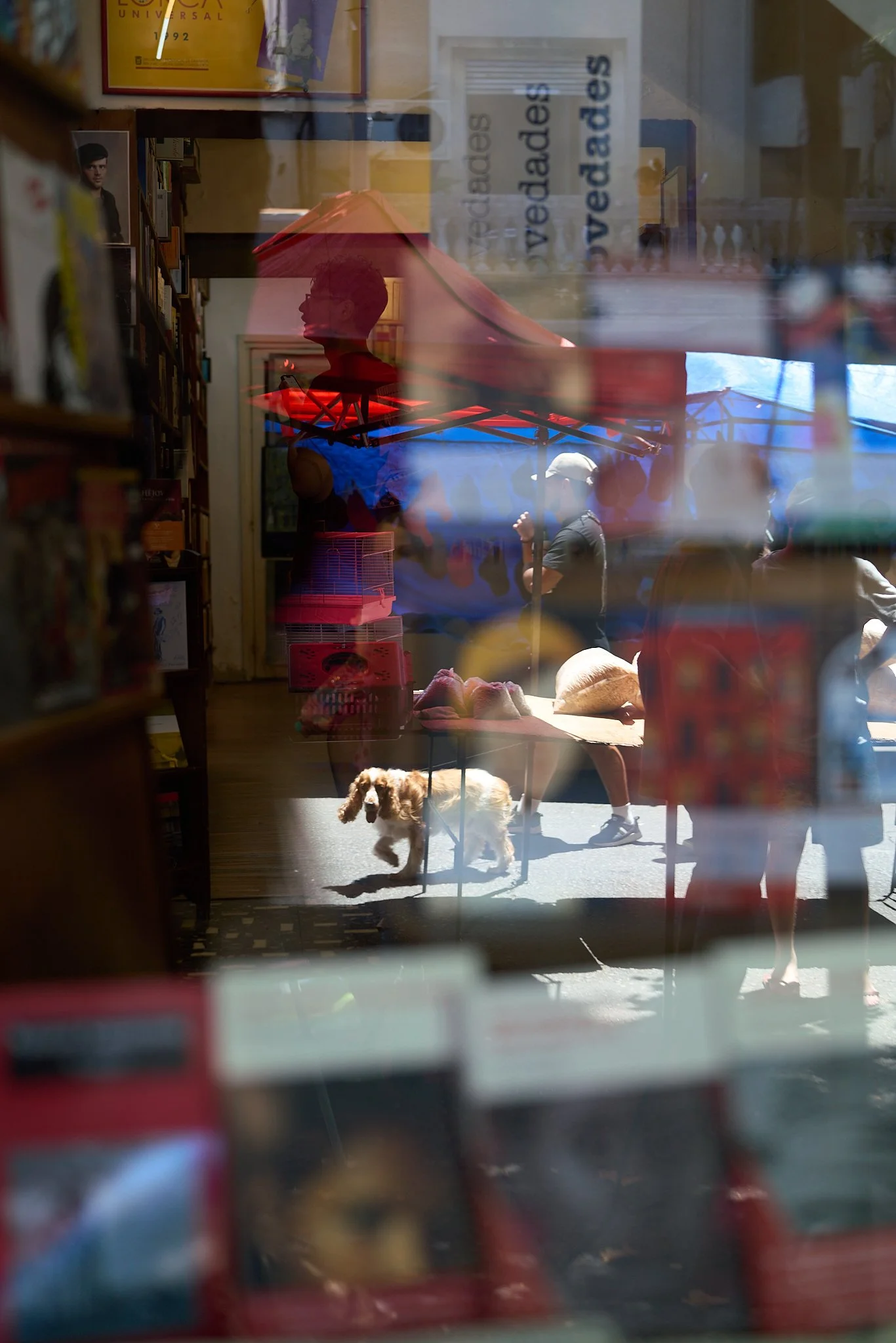 window dog.jpg