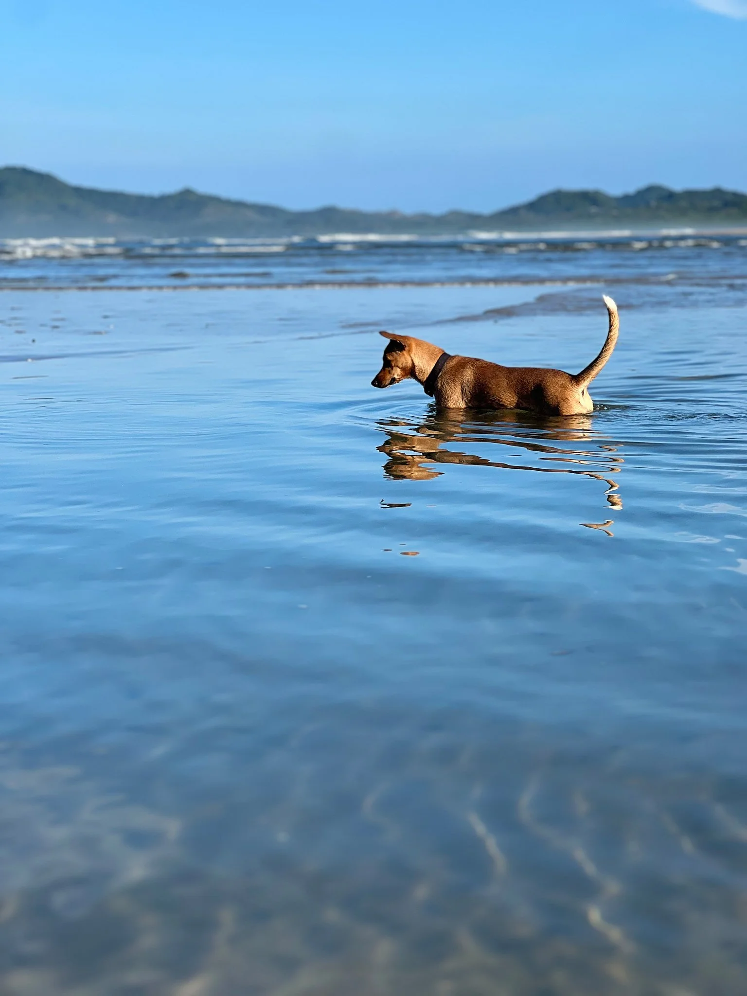 dog fisherman.jpg