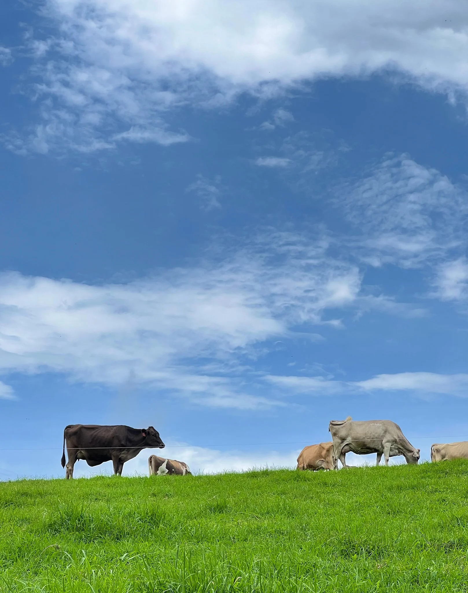 Cows Horizon.jpg