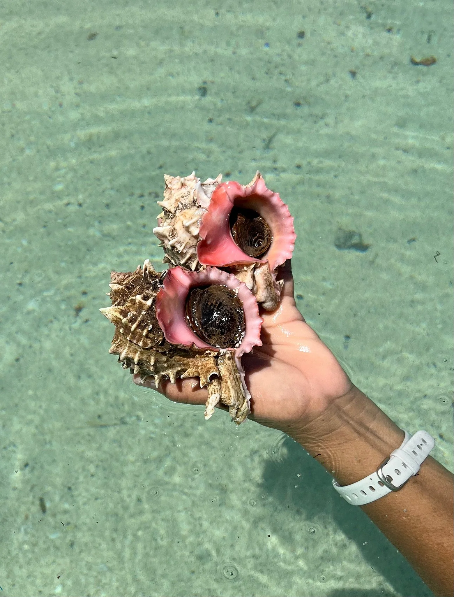 conchs.jpg