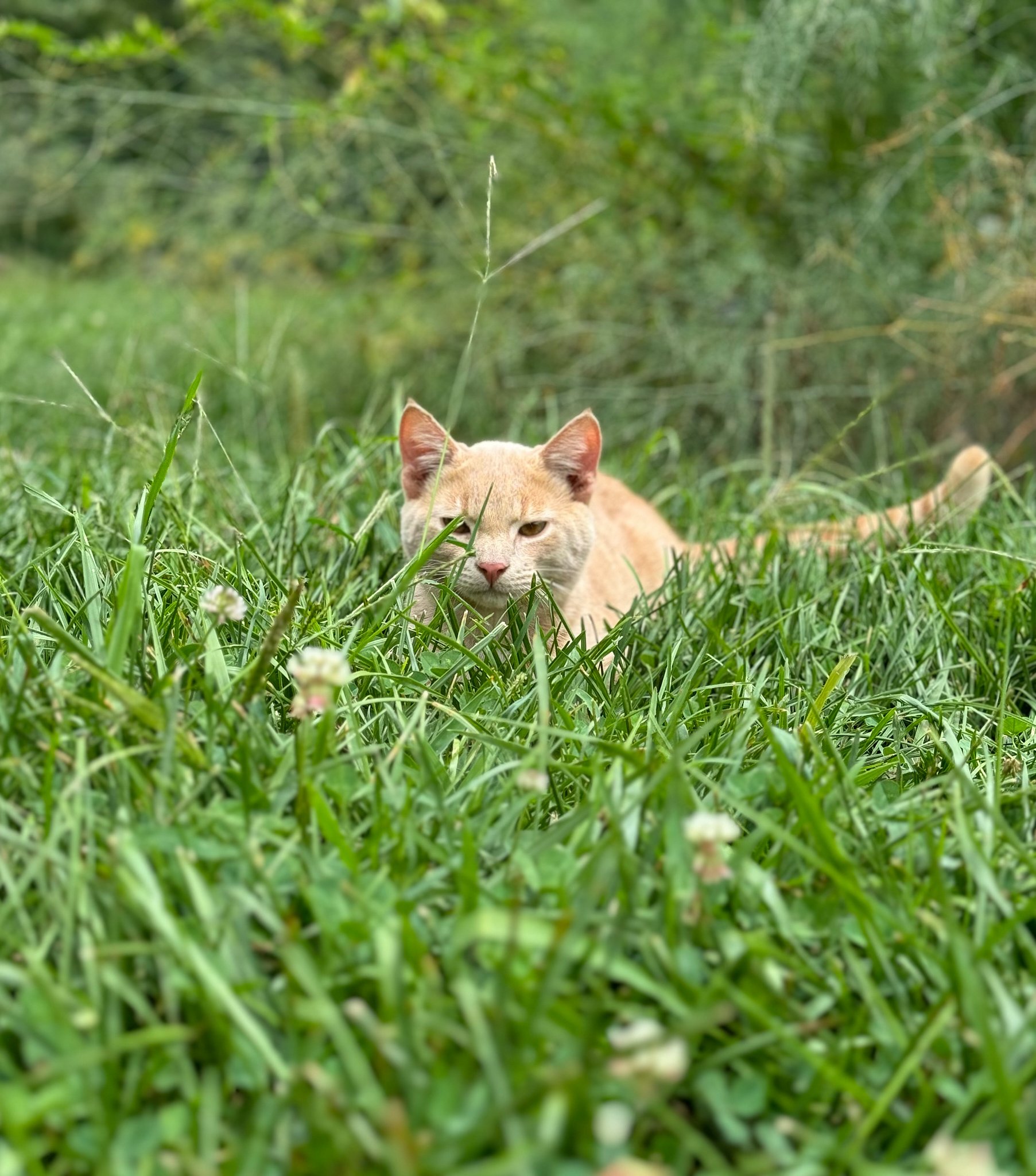 cat 1.jpg
