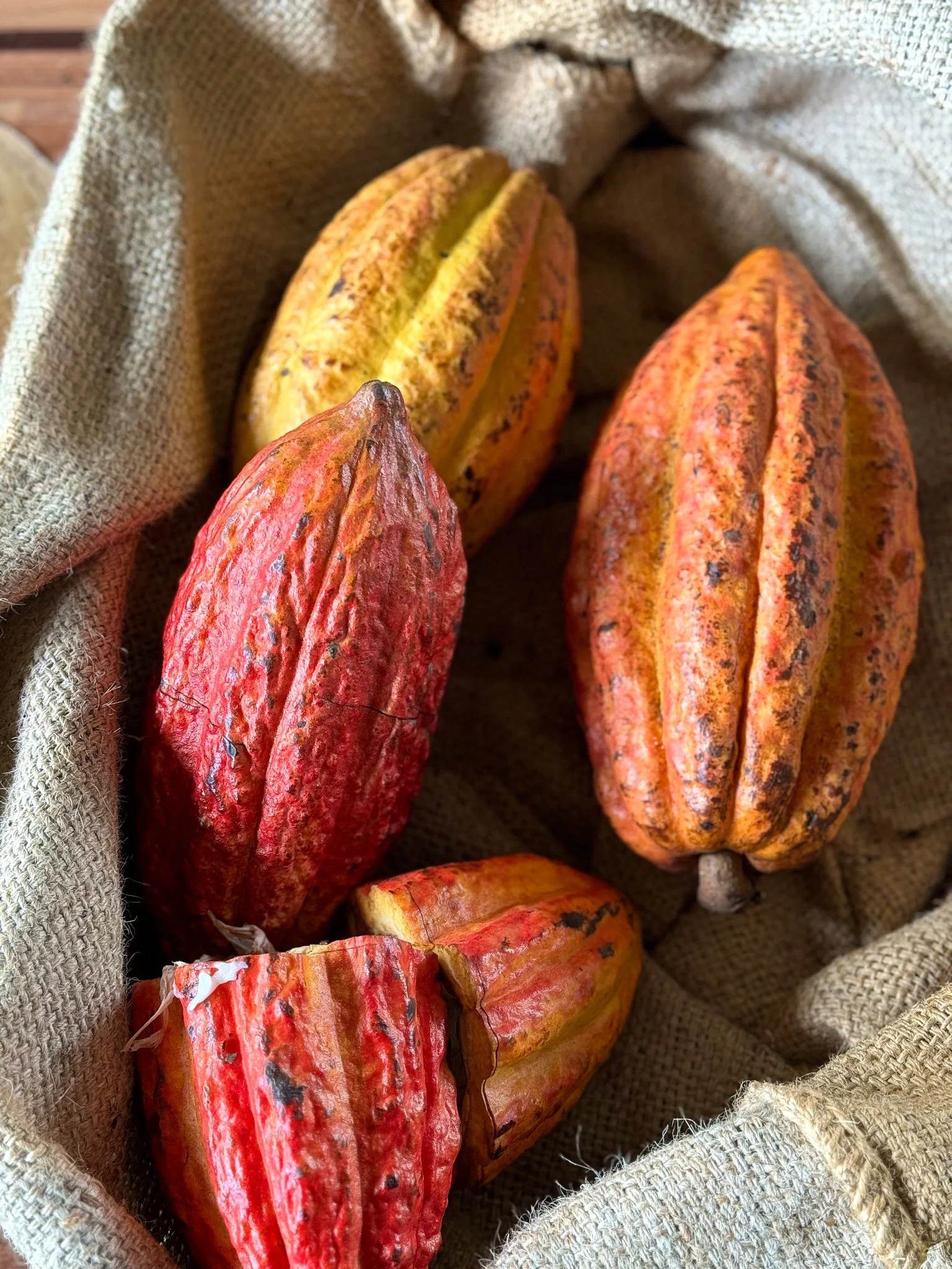 cacao.jpg