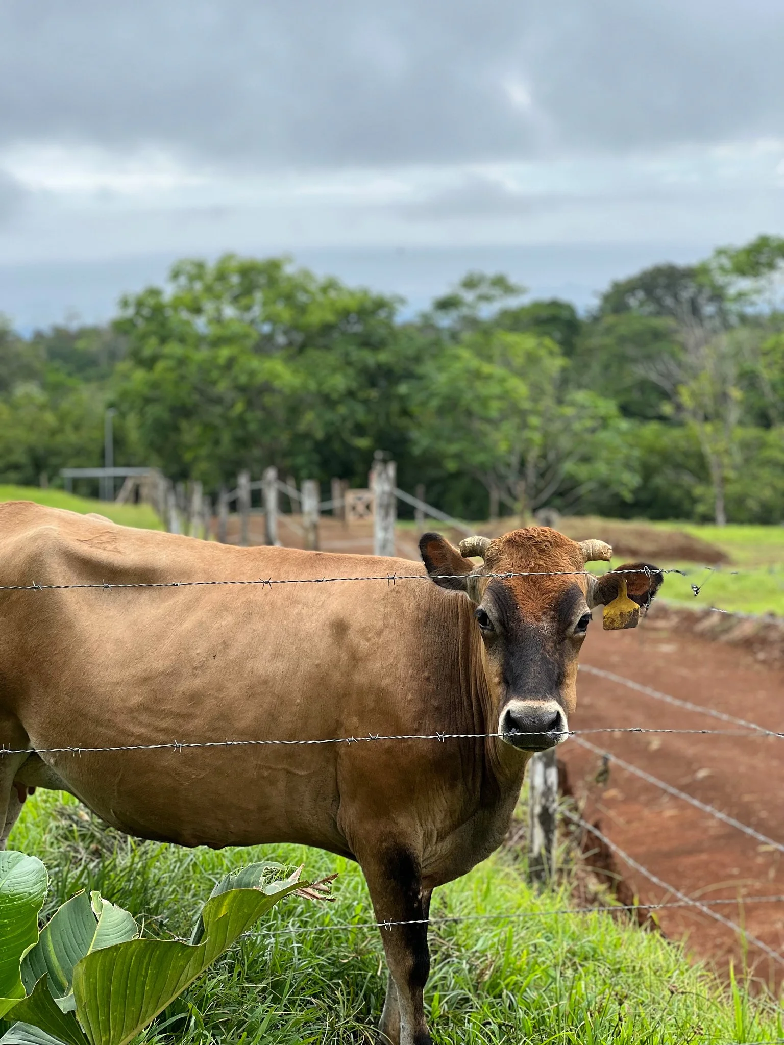 Cow fence.jpg