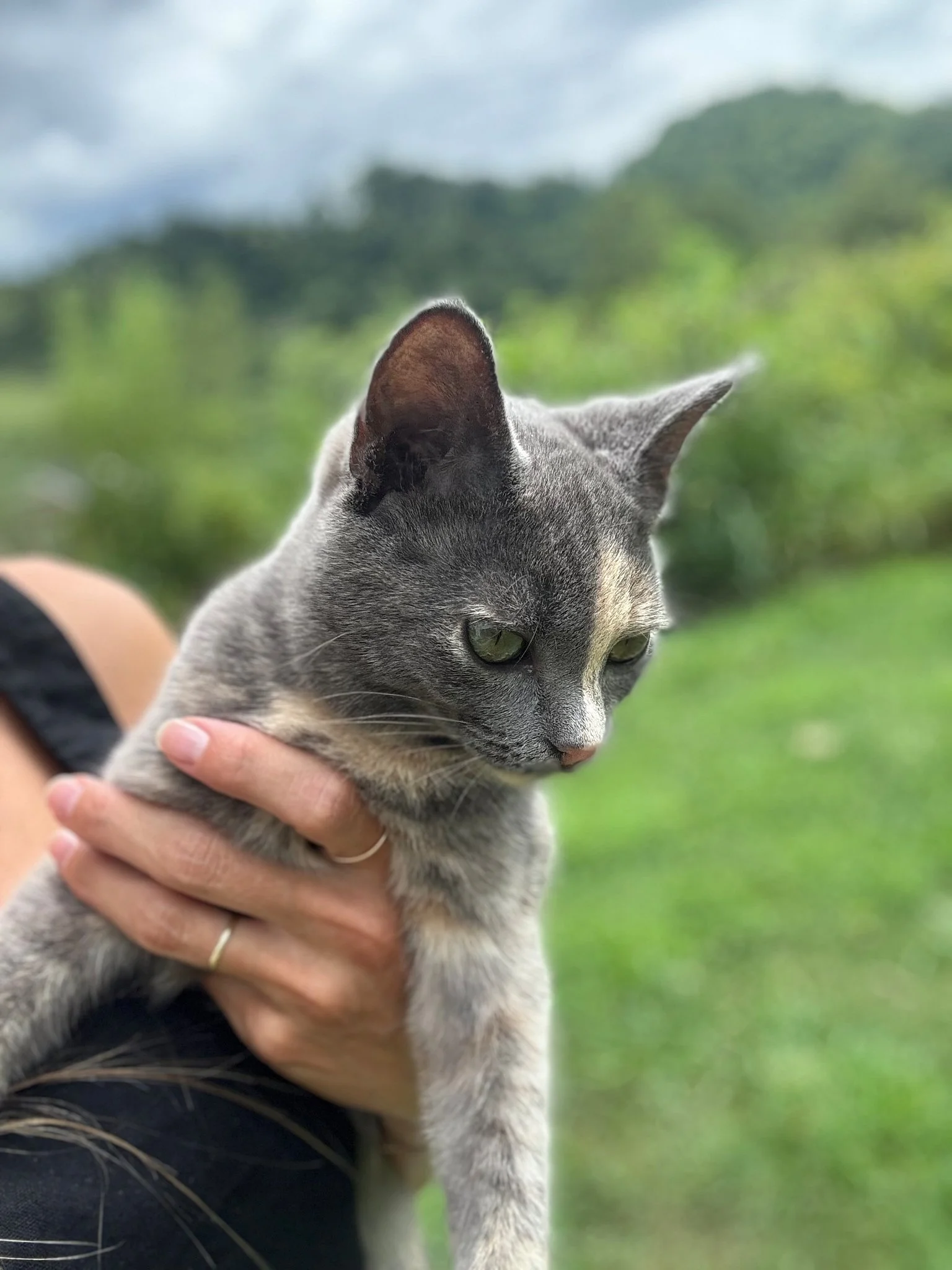 cat 2.jpg