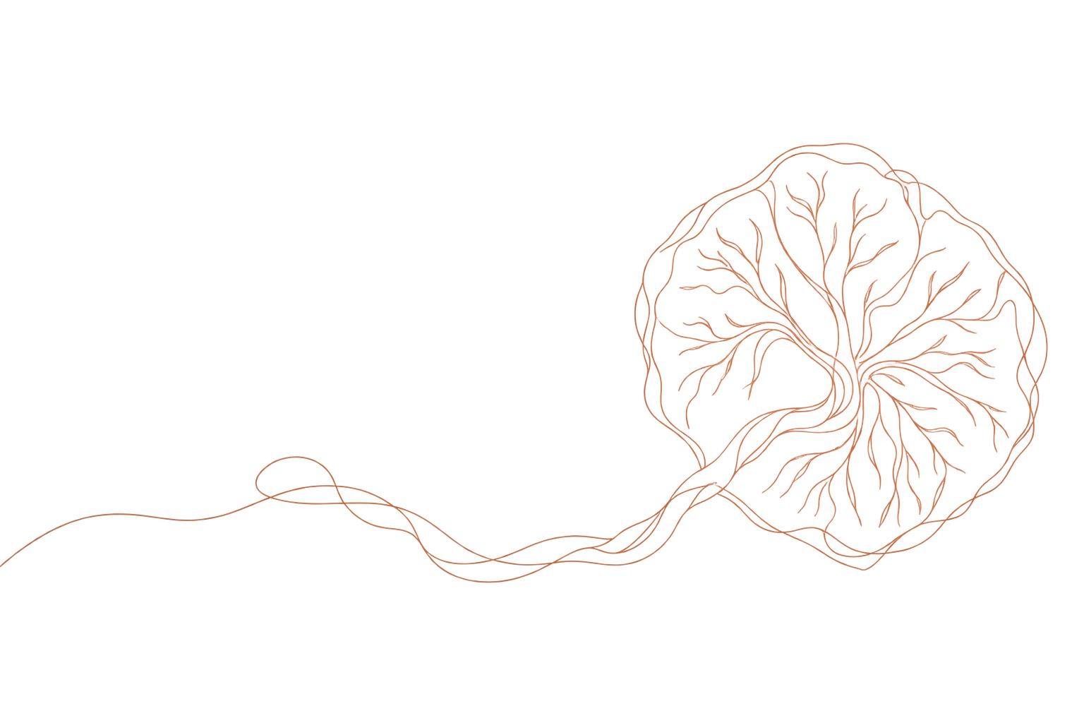 Minimalistische lijnillustratie van een placenta met navelstreng voor rituelen en ceremonies bij Mothers & Moon.