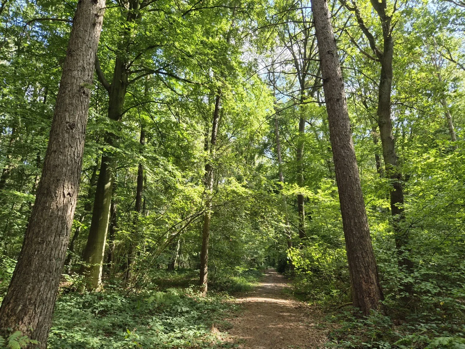 Bospad tussen hoge bomen in het groene Hospiesbos in Wetteren, één van de locaties voor de Meewandeling van Mothers & Moon.