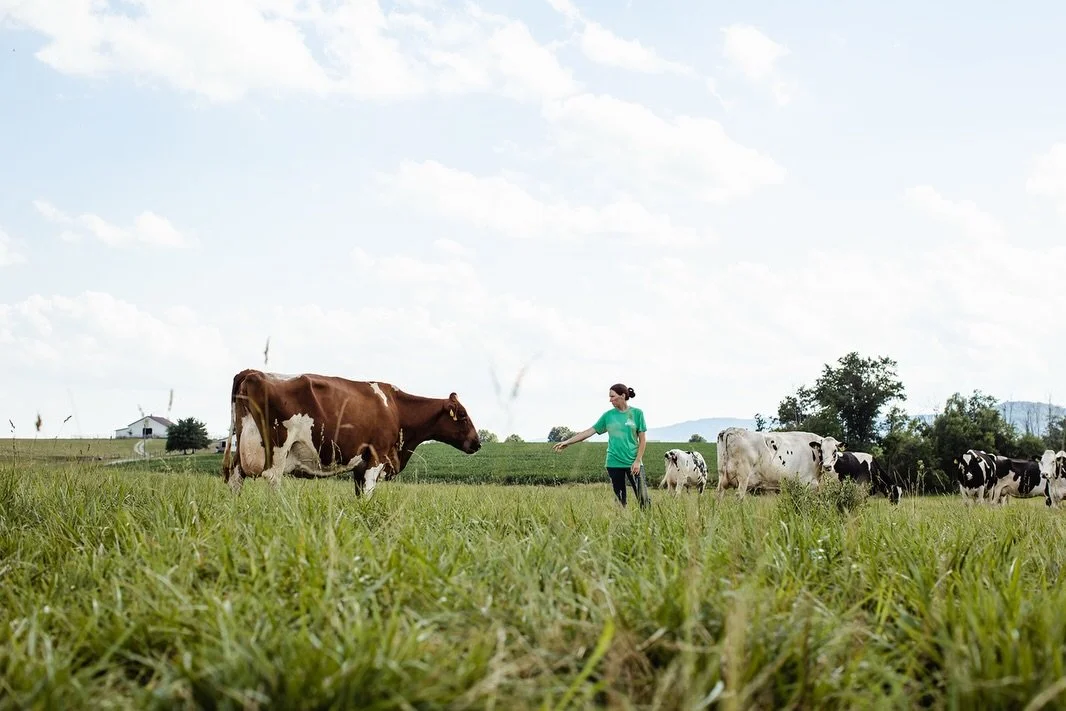 Behind every scoop of ice cream is a lot of hard work- and a few thousand moos 🐄 
-
@smcdairy 
-
Documenting farm life | branding photos for farmers | farm life | dairy farm | photos for farmers | farm photography | east coast brand photographer | c
