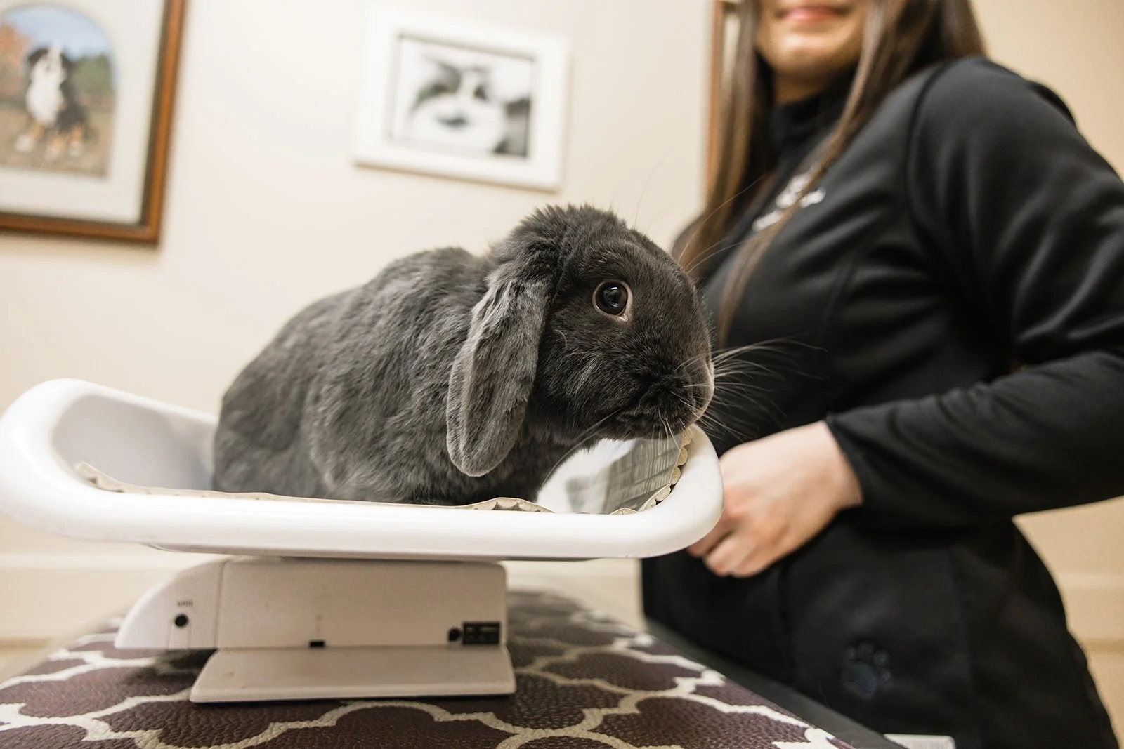 A gray lop-eared rabbit on a weighing scale with a person in a black jacket adjusting the scale in a room with framed pictures on the wall.