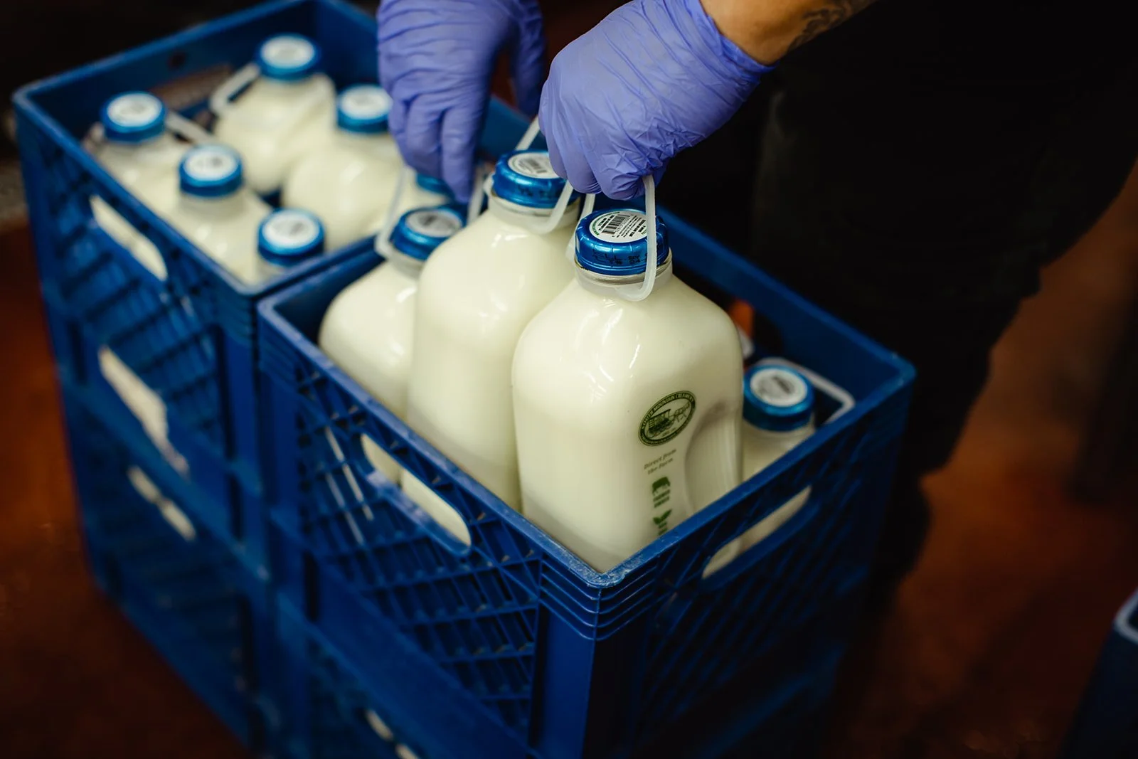 A person wearing purple gloves handling glass bottles of milk in a blue plastic crate.