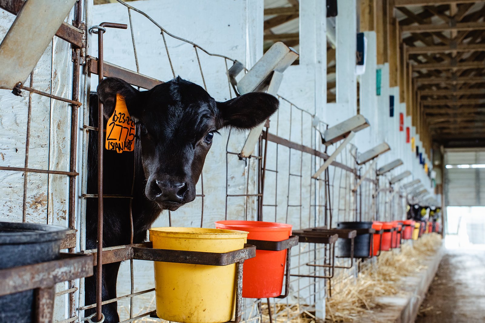 A black calf with a yellow ear tag looking out from a metal cage in a barn, with colorful feeder buckets and other calves in the background.