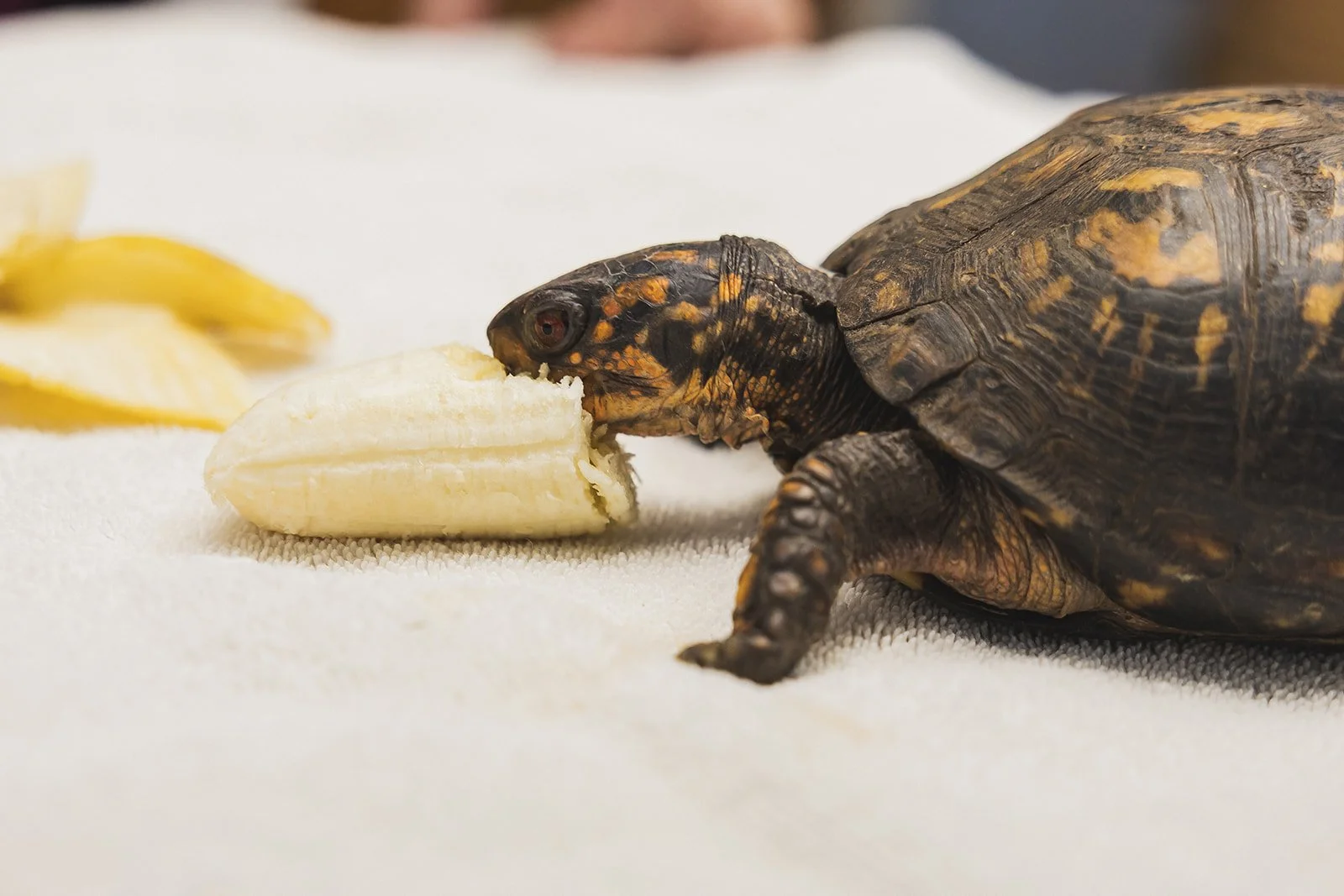 A turtle eating a sliced banana on a white surface.
