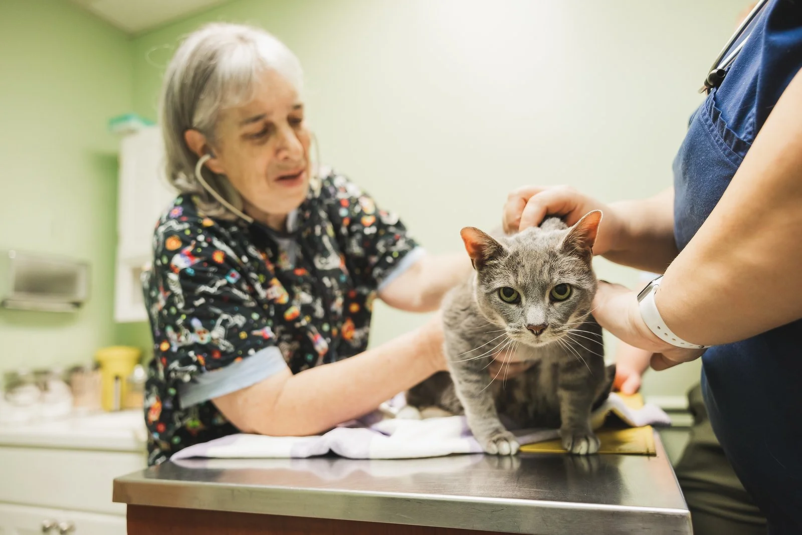 A senior woman at a veterinary clinic receives a checkup on her gray cat from a healthcare professional. The woman has gray hair and is wearing a colorful medical gown, while the vet is in scrubs and a stethoscope. The cat faces the camera with green