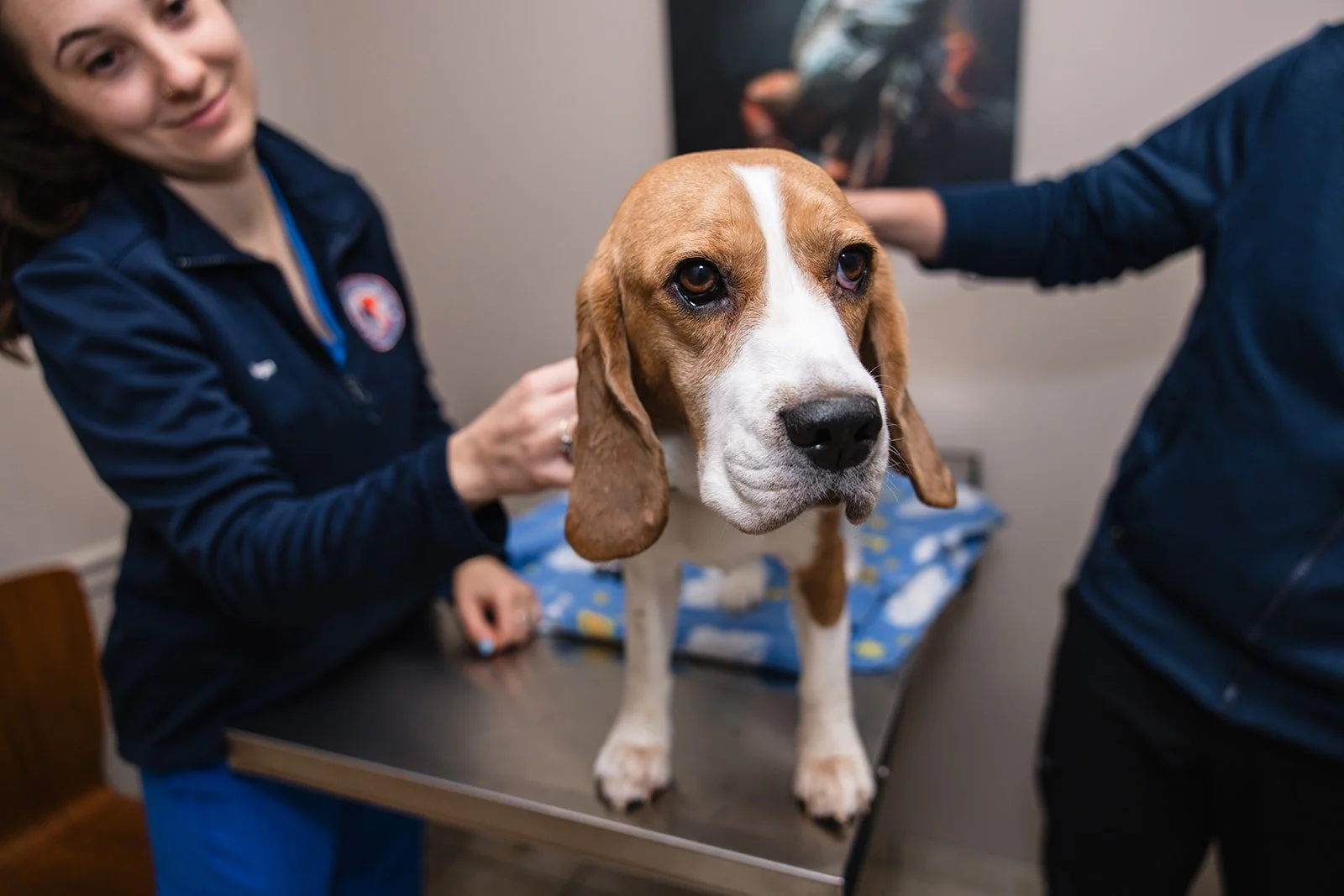 Veterinarian examining a beagle dog on an examination table in a veterinary clinic.