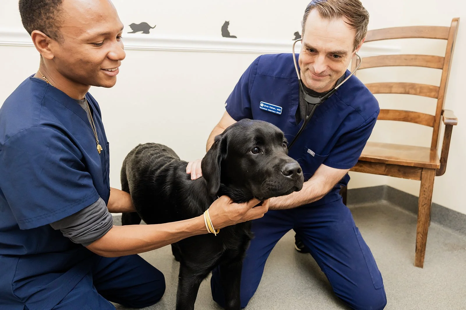Two medical professionals examining a black Labrador retriever puppy with a stethoscope in a room with plain white walls and a wooden chair in the background.