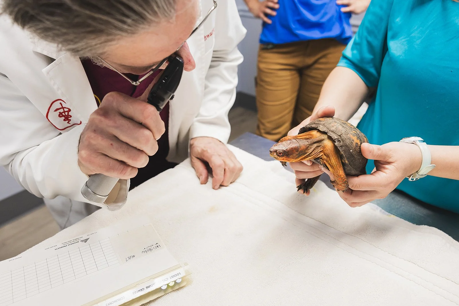 Veterinarian examining a turtle with a magnifying glass while a person holds the turtle on a white towel.
