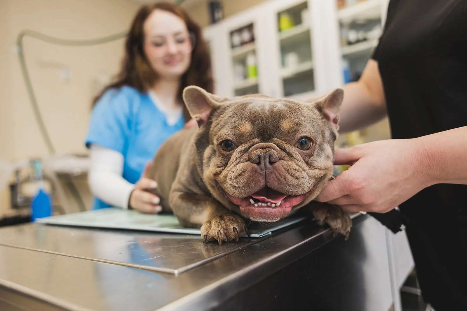 A happy French Bulldog lying on an examination table at a veterinary clinic with a veterinarian and an assistant attending to it.