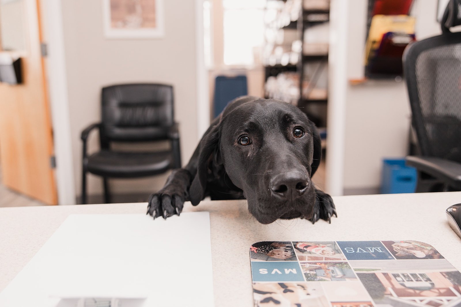 A black Labrador Retriever puppy resting its head and paws on a white table, looking directly at the camera in an office setting.