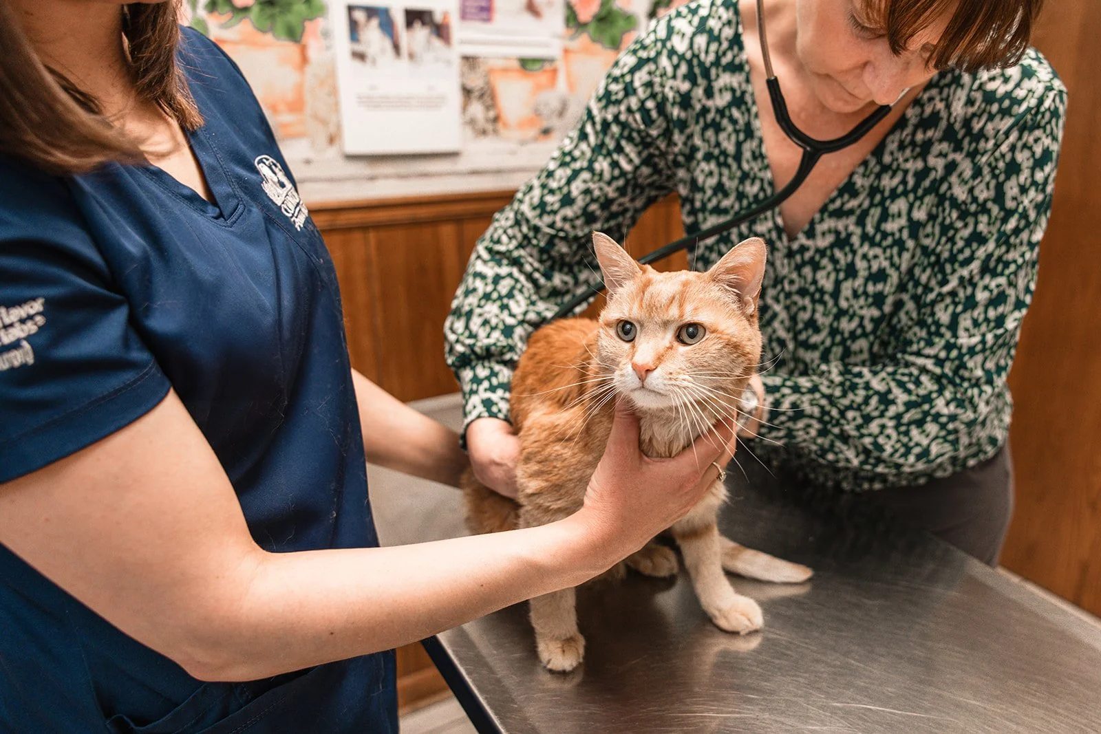 A veterinarian holding a ginger cat on an examination table while a woman with a stethoscope checks the cat's heartbeat. The background shows a wooden wall and informational posters.
