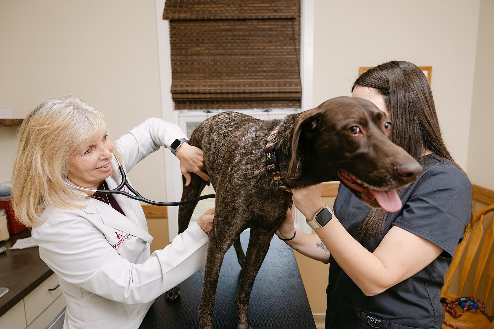 A veterinarian and a veterinary technician examine a large, short-haired dog with a brown and gray coat at an animal clinic.