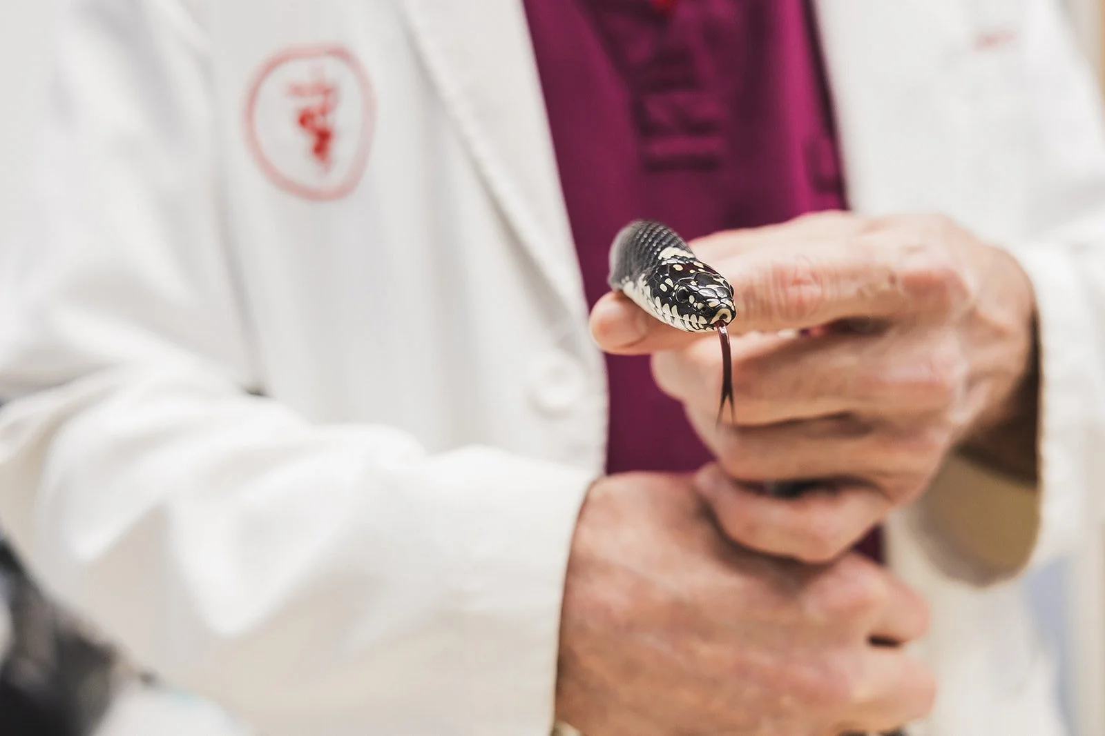 A person in a white coat holding a black and white snake in their hand.