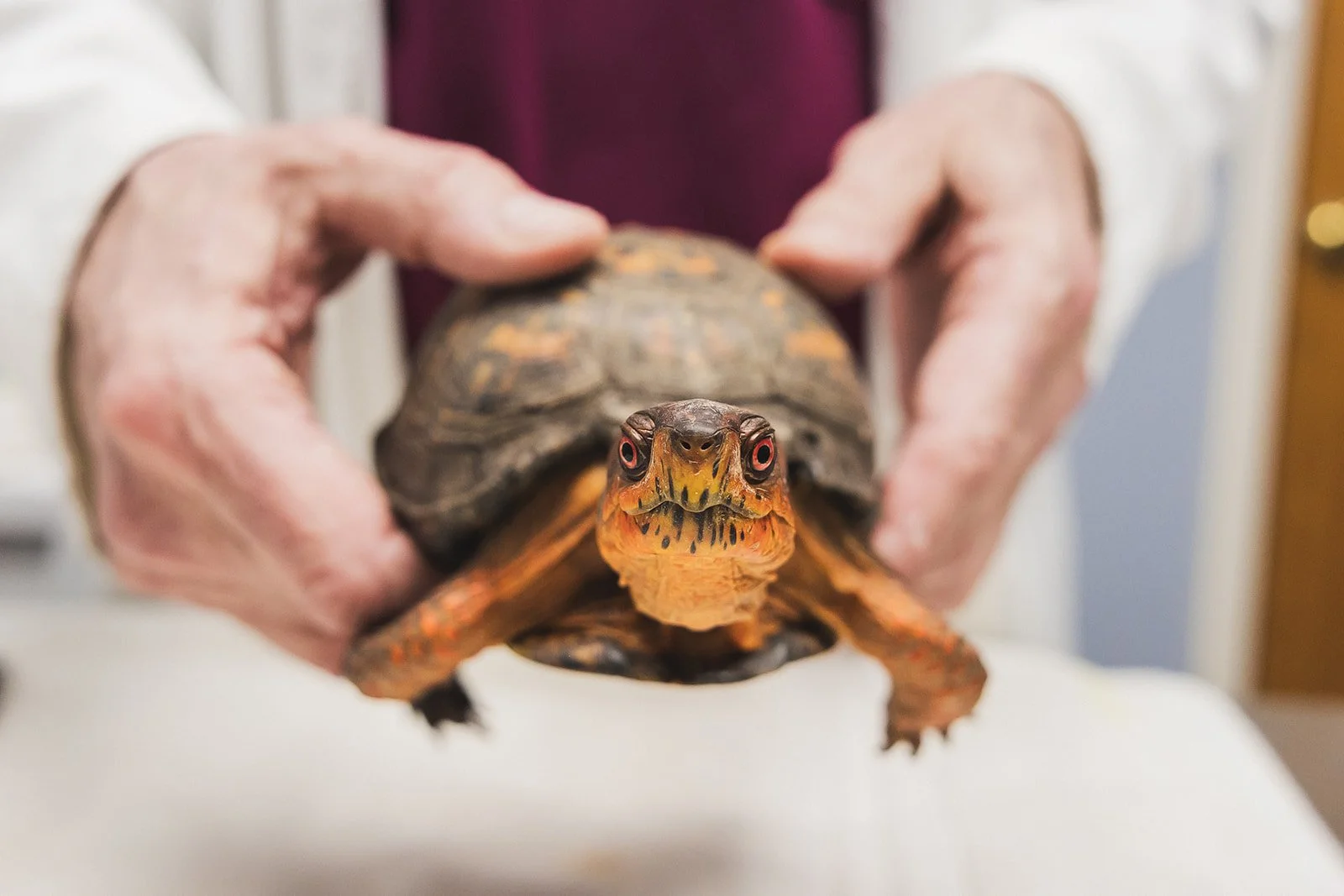 Person holding a turtle with a close-up view of its head and detailed shell.