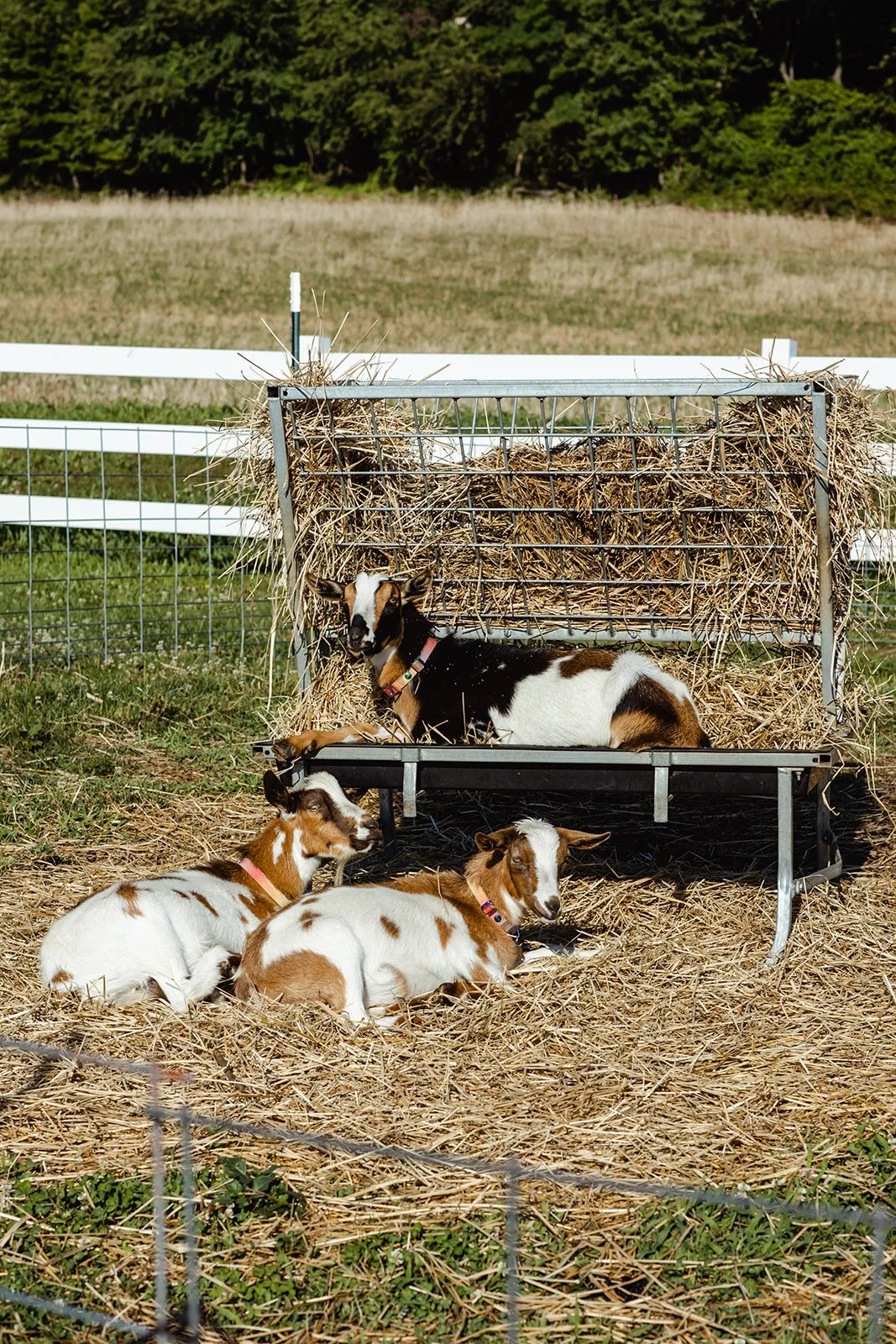 A goat and three baby goats resting in a farm enclosure with hay and white fencing in the background.