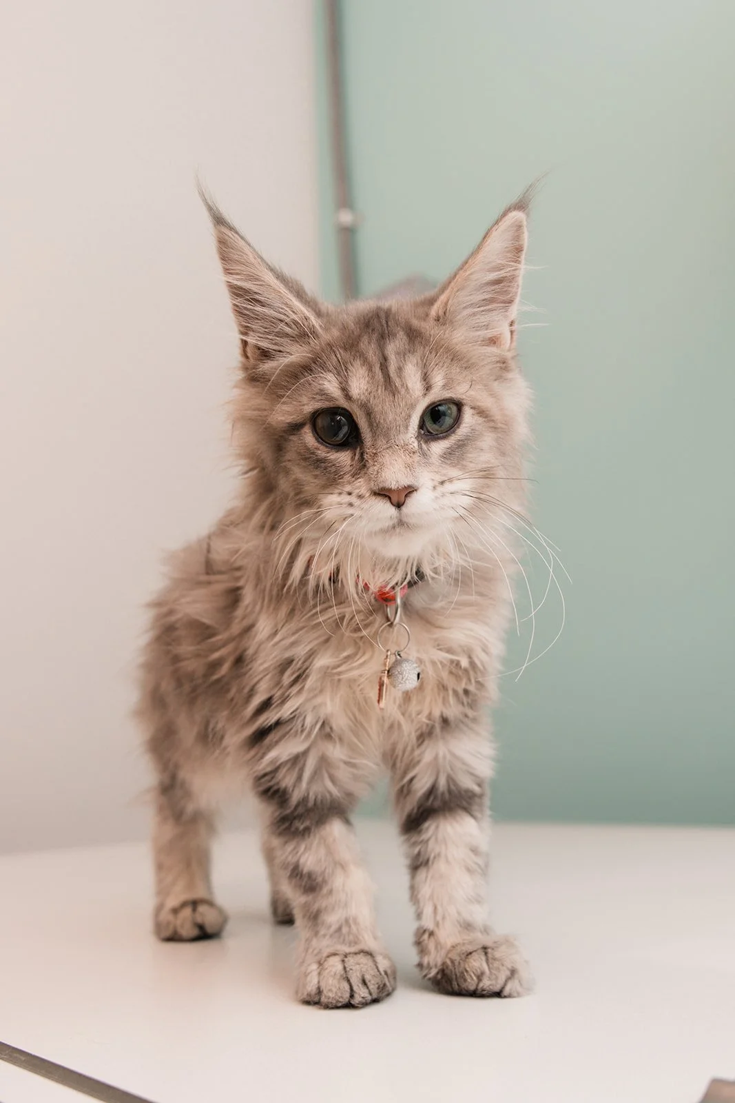 A gray tabby kitten with green eyes and a red collar with a small silver bell, standing on a white surface against a two-tone pastel background.
