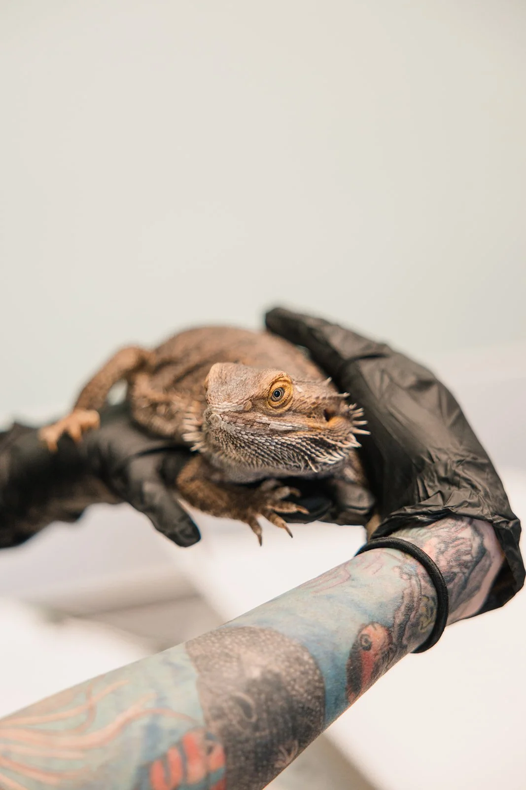 A tattooed arm holding a bearded dragon lizard with a black glove, against a plain white background.