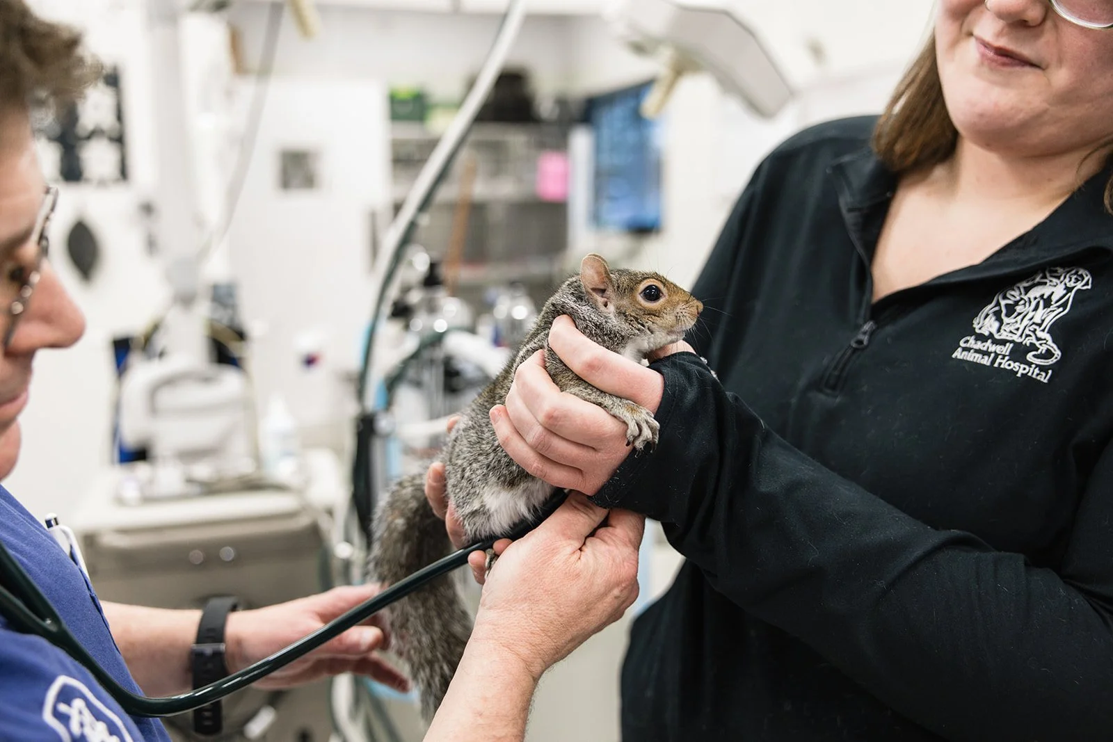 A veterinarian examines a young squirrel held by a veterinary technician at Chadwell Animal Hospital, with medical equipment visible in the background.