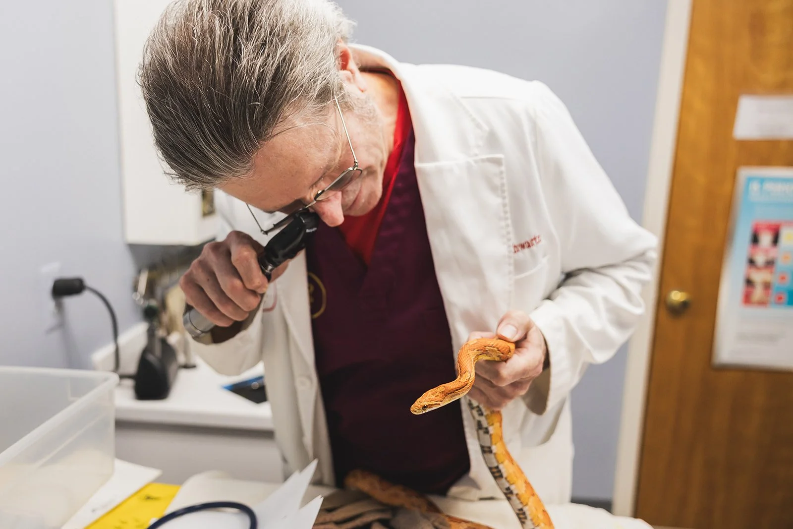 A veterinarian or scientist wearing a white lab coat and glasses is examining an orange snake with a magnifying glass in a medical or laboratory setting.