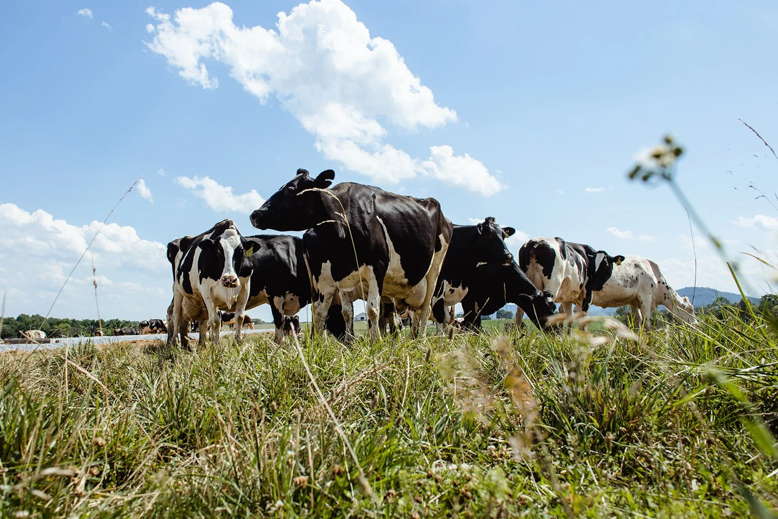 Holstein cows grazing on grass in a farmland under a blue sky with clouds.