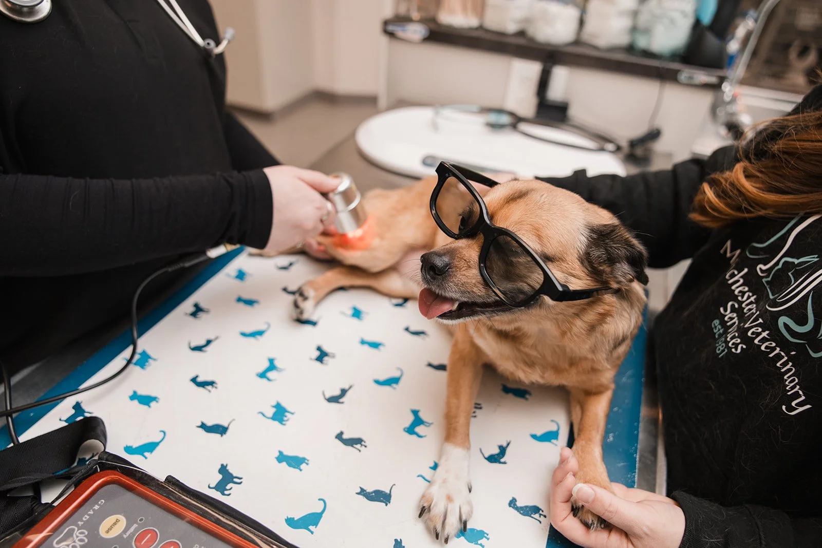 A dog with glasses sitting on a veterinary examination table during a vet visit, with a person holding the dog's paw and another person administering a treatment or vaccination.