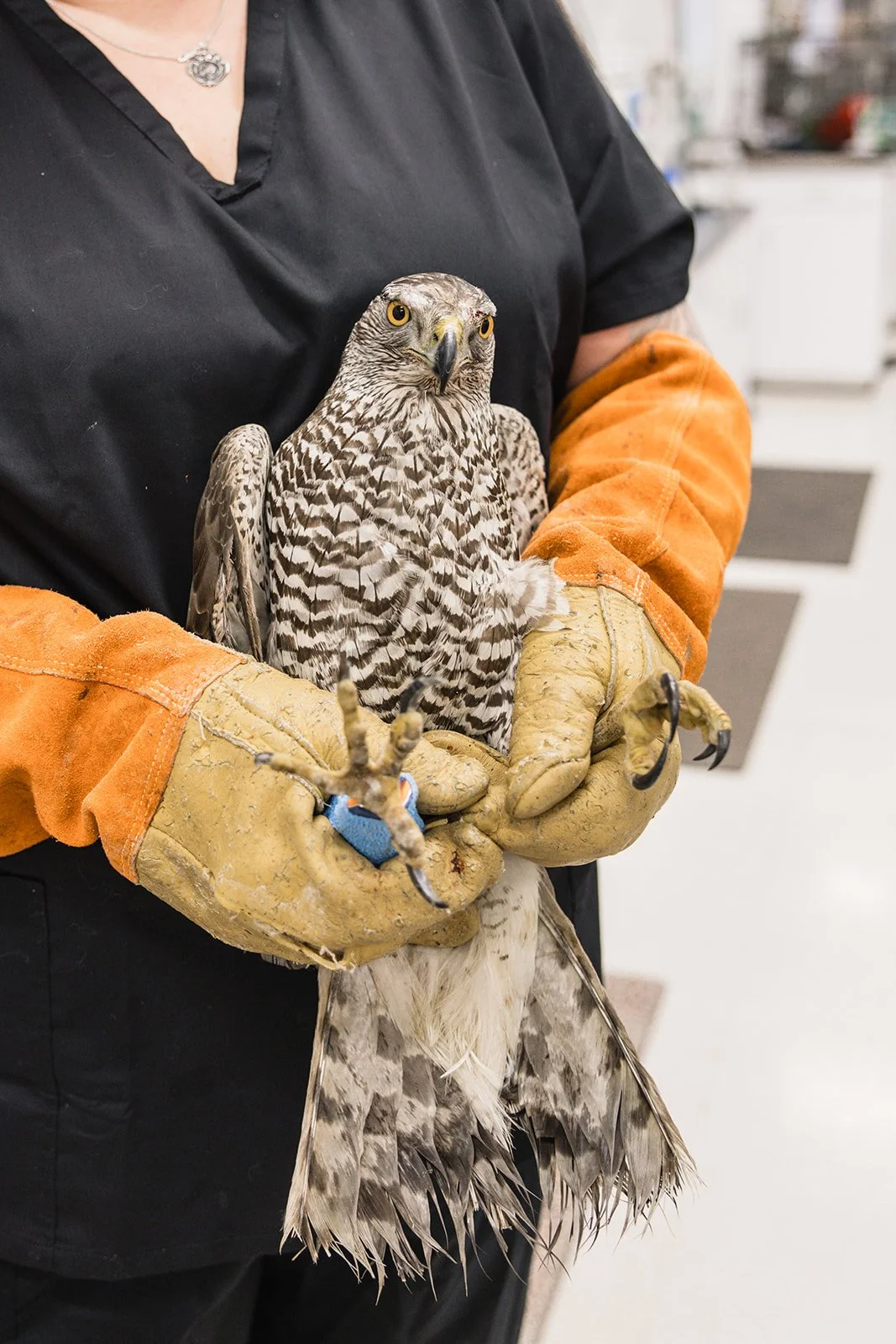 A person wearing black scrubs and thick gloves holding a falcon with a hooked beak and yellow eyes.