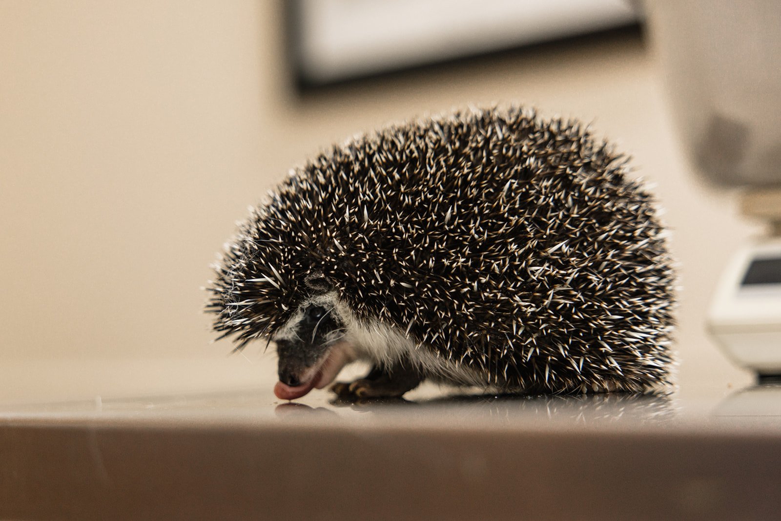 Close-up of a small hedgehog with its face near the surface, covered in sharp spines.