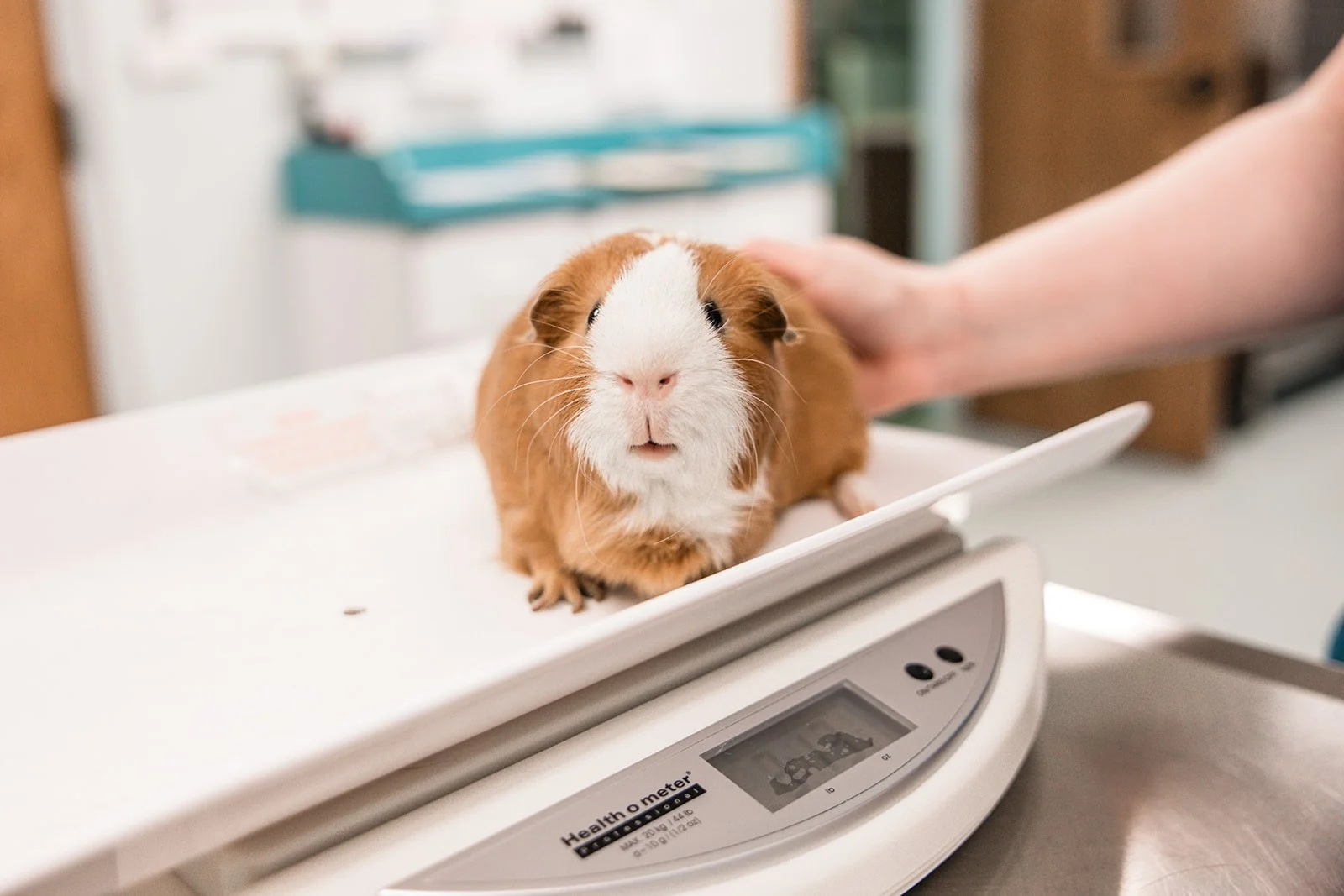 A guinea pig on veterinary scale with a person's hand supporting it.