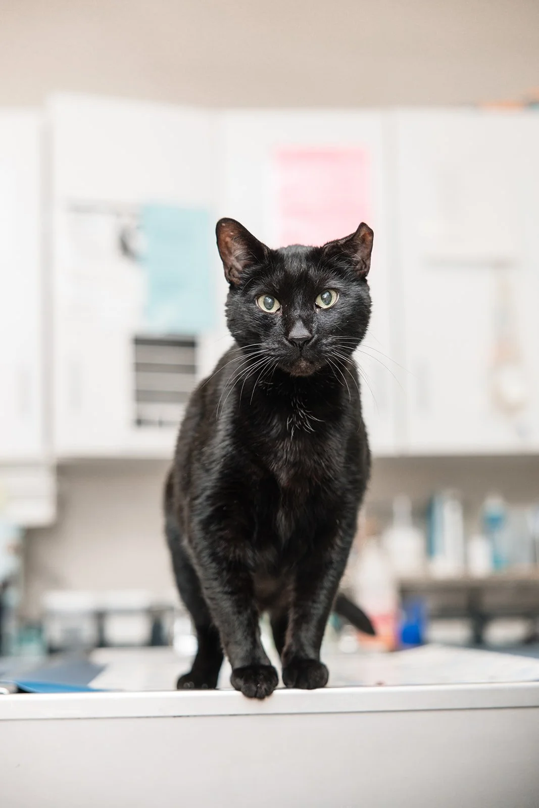 Black cat standing on a white surface with blurred background.
