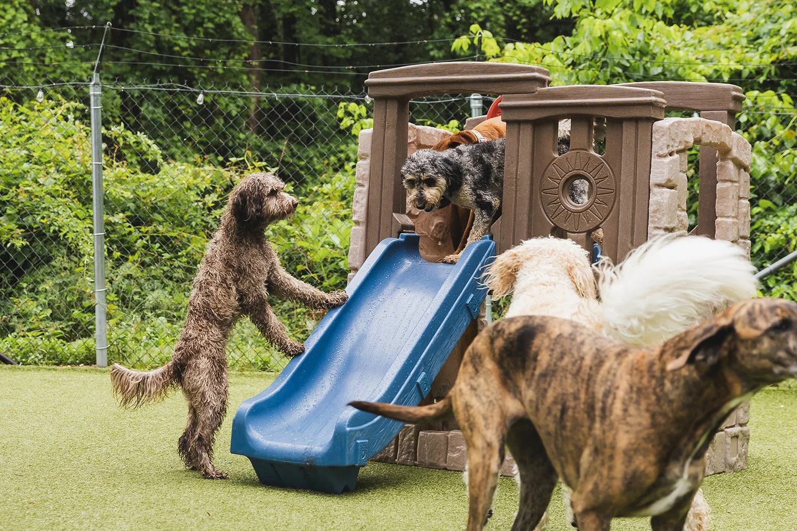 Multiple dogs playing in a backyard, with one dog on a slide and others on the grass, surrounded by green trees and a chain-link fence.