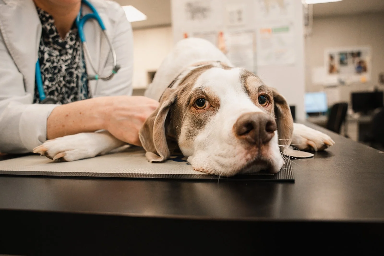 A veterinarian or veterinary technician examining a dog lying on an examination table at a veterinary clinic. The dog appears calm and is resting its head on the table, with a curious or relaxed expression.
