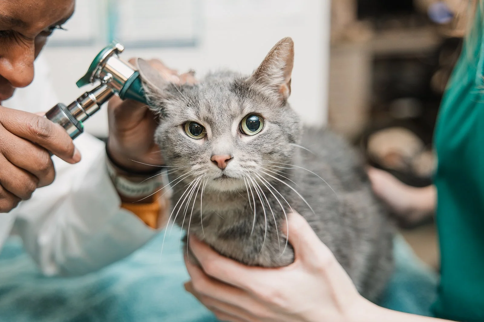 A person examining a gray tabby cat with an otoscope at a veterinary clinic.